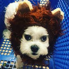 DID LIONS ESCAPE FROM THE NASHVILLE ZOO? That would be a heck of a story,  right. But, NO. Several of you messaged me asking after seeing a hoax  social media post making