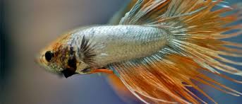 Knowing the different behavior, tank requirements and diets of multiple fish is a difficult task to accomplish. Betta Fish And Tiger Barbs Can You Keep Them In Same Aquarium