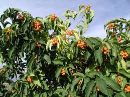 Image result for Celastraceae