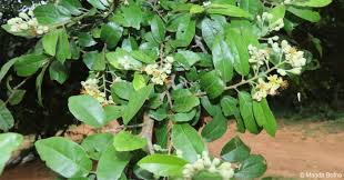 Image result for Grewia afra