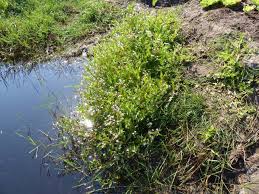 Image result for Pentodon pentandrus