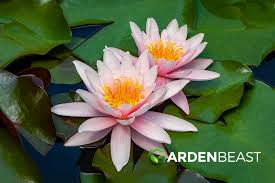 Image result for Nymphaea