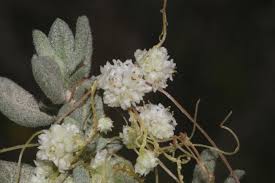 Image result for Cuscuta planiflora