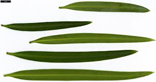 Image result for Streptocarpus milanjianus