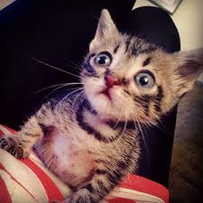 Kedi Bakan Erkekler Kedi Seven Erkek Kedici Dergisi Tarkan Ozcetin Isil Cinmen Haberturk Isil Cinmen Roportajlari Kediler Ve Insanlar