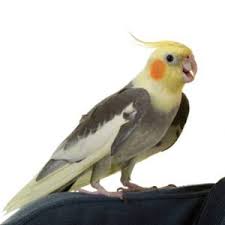 Where can i hold and pet owls in california? Cockatiel Sounds Explained Pet Birds By Lafeber Co