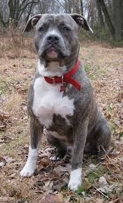 Blue nose pit bulls are usually either american staffordshire terriers or american pitbull terriers. Raising A Puppy 8 Months Old 35 Weeks Spencer The Pit Bull