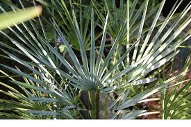 Image result for Xerophyta humilis