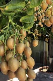 Image result for Clausena lansium