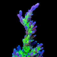 Image result for Peponium sp. A