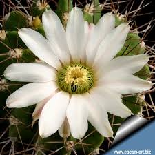 1936 x 2592 jpeg 310 кб. Acanthocalycium Peitscherianum P208
