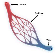 Carry blood at high pressure. Capillary Key Stage Wiki