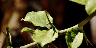 Image result for Balanites maughamii