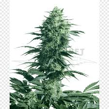 As a result, the sensi collection represents the most complete selection of important marihuana strains available from any source. Sensi Seeds Png Images Pngegg