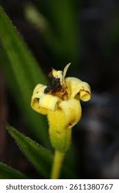 Image result for Velloziaceae