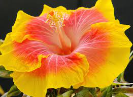 Pin By Styling Diva On Photography Gorgeous Snaps Hibiscus Flowers Hibiscus Beautiful Flowers