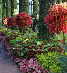 Image result for Acalypha hispida