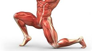 Included is detail on surgery and prevention. Unlock Your Hip Flexors Review Hidden Survival Muscle Is This For Real
