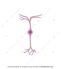 Neurons are four types as unipolar, pseudounipolar, bipolar and multipolar. Biorender Life Science Icons