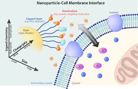 What is a characteristic of multi cellular organisms? Understanding The Synergistic Effect Of Physicochemical Properties Of Nanoparticles And Their Cellular Entry Pathways Communications Biology