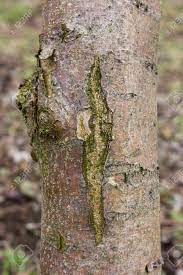 We did not find results for: Cracked Apple Tree Bark The Initial Stage Of The Disease Black Stock Photo Picture And Royalty Free Image Image 142633857