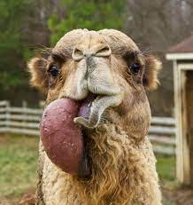 Camels have many adaptations that allow them to live thick eyebrows shield the eyes from the desert sun. Why Does The Camel Spit Out A Pink Ball Of Meat In Its Mouth Is It Its Stomach Or Is It A Tumor Inews