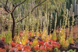 Image result for Kalanchoe glaucescens