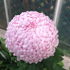 Pin By Liudmila Diana Chiriac On Vegetable Kingdom Flowers Flores Flower Arrangements Beautiful Flowers All Flowers