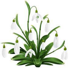 Snowdrops Transparent Png Clip Art Image Free Download Pencil Drawings Of Flowers Spring Art Flower Silhouette