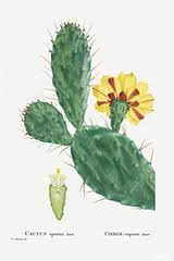 His dirty lips and prickly beard scratched my face. Prickly Pear Definition And Meaning