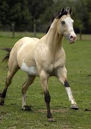 Neuste anzeigen älteste anzeigen preis aufsteigend preis absteigend relevanz. Pin On Horses