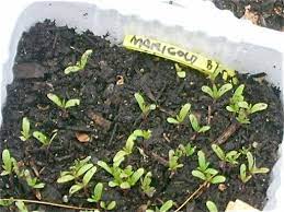 Marigold Photo By Littleonefb Photobucket Garden Seeds Plants Seedlings