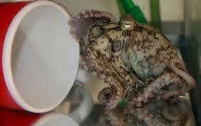 When it contracts, it changes its length, but it cannot change its volume. Touch And Taste It S All In The Tentacles Researchers Uncover How The Sensors In Octopus Suction Cups Work