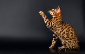 Despite their wild appearance, bengal cats are affectionate with their human these energetic cats have a distinctive spotted coat that comes in a variety of colors and patterns. Bengal Cat Colours Bengals Australia