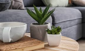 Best indoor flowers low light. Best Indoor Plants For Your Home Or Office The Home Depot