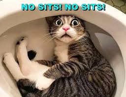 Image result for i can has cheezburger