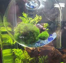 Betta fish can have tank mates with the right size aquarium and care. Hi Guys Have You Made Any Diy Toys And Resting Places For Your Betta Do You Have Any Suggestions Do You Have A Diy Re Betta Fish Betta Aquarium Diy Fish Tank