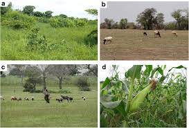 Image result for Andropogon pseudapricus