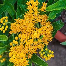 Butterfly Flower Hello Yellow Asclepias Michigan Bulb Asclepias Butterfly Flowers Late Summer Flowers