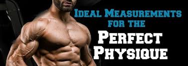 ideal measurements for a bodybuilding physique lee