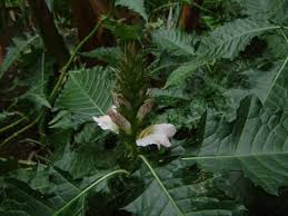 Image result for Acanthus montanus