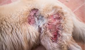 Researchers have discovered that your dog friend can smell cancer. Skin Ulcers And Draining Lesions In Dogs Petcoach