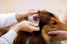 To see them, you need a microscope. Ear Mites In Dogs How To Tell If Your Dog Has Ear Mites Reader S Digest