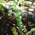 Image result for Asplenium africanum