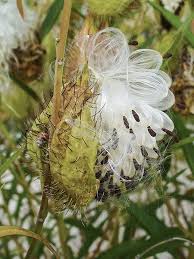 Image result for Gomphocarpus fruticosus