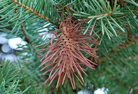 Spring planting is best done just after frost leaves the ground, while the weather is still cool, and lots of spring rain is expected. What Is Spruce Decline And What Should You Do About It Christmas Trees