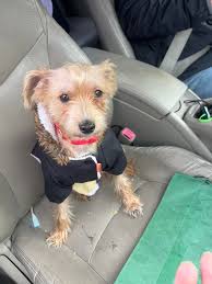 Lost Dog Found in West Seattle near Roxhill Park