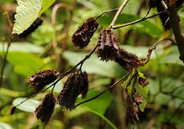 Image result for Clappertonia polyandra