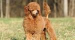 Miniature Poodles For Sale Near Me | Mini Poodle Puppy Price
