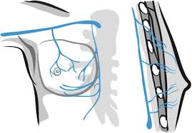 Anatomy Physiology And Development Of The Male Breast Radiology Key